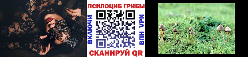 закладка Иланский Галлюциногенные грибы MAGIC MUSHROOMS